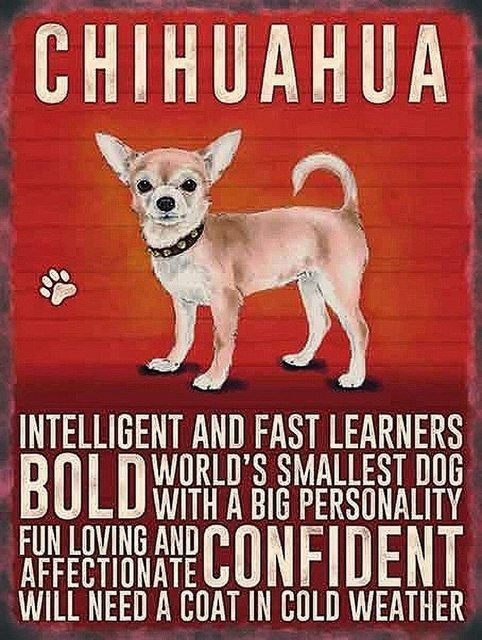 Chihuahua taulu, Rodun ominaispiirteet